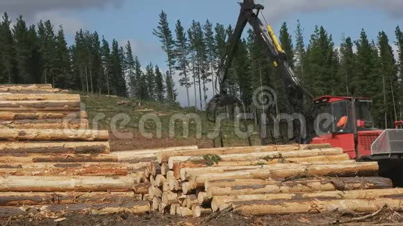 塔斯马尼亚州塔勒莱亚附近的一个原木装载机卸载和堆放松木原木视频的预览图