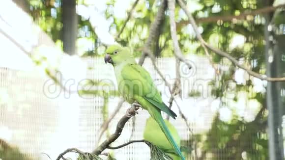 一对美丽的绿色鹦鹉在阳光明媚的日子坐在树枝上视频的预览图