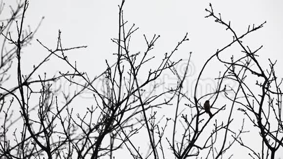 树梢和一只鸟视频的预览图