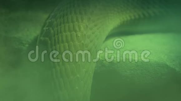 烟雾缭绕的绿色女巫巢穴里的蛇视频的预览图