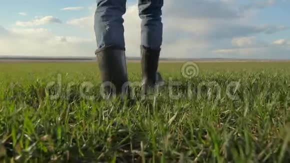 一个农民一个红色的脖子脚穿着橡胶靴戴着帽子走在绿色的田野底部春收农业视频的预览图