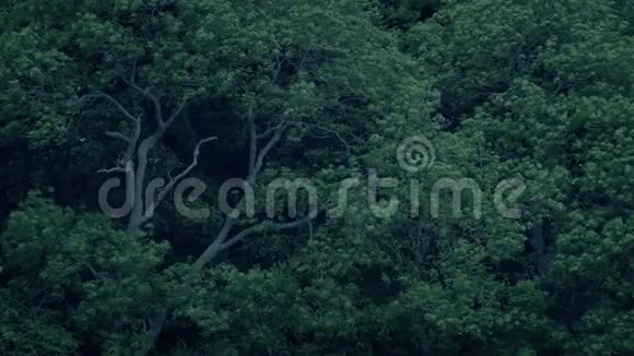 森林树木的墙在风的夜晚飘过视频的预览图