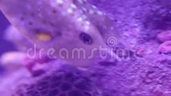 有趣的独特的不寻常的粉红色鱼有角在海底寻找食物海洋馆视频的预览图