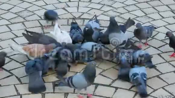 公园里一群鸽子视频的预览图