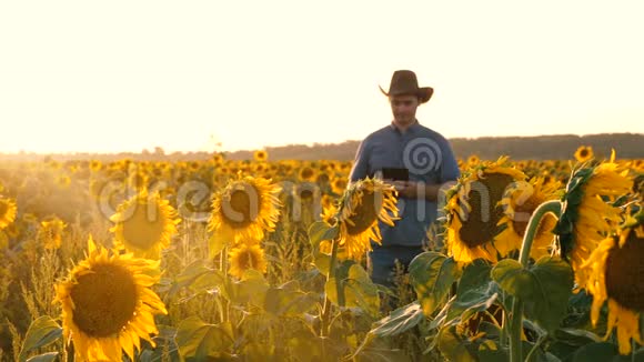 农民用平板检查向日葵的开花情况一个农学家带着一块石碑走过向日葵的田野视频的预览图