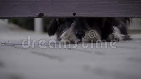守着房子的狗从木栅栏下的缝隙里往外看视频的预览图