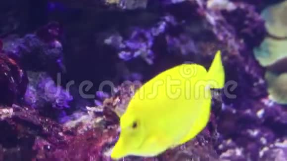 黄色的圆形鱼在水族馆的墙壁后面快速游动视频的预览图