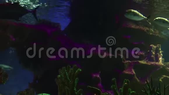 背景和复制空间带着石头结构的鱼在水下慢慢游动视频的预览图