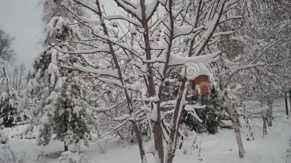 美丽的冬季景观雪躺在树枝上冬天的云杉和雪中的树枝美丽美丽视频的预览图