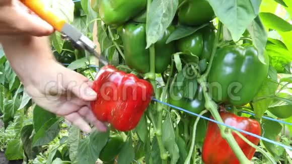 在园艺温室里雄性手收割和切割红色的辣椒视频的预览图