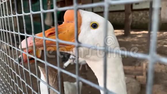 一头两只灰白色的笼中鹅嘴橙色靠近一个家禽农场的金属栅栏肉视频的预览图