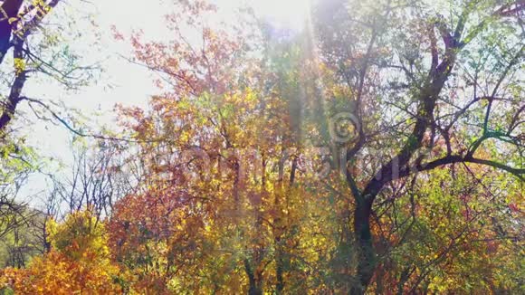 太阳阳光透过秋天的树叶视频的预览图