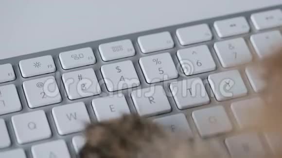 可爱的猫正在电脑键盘上输入文字视频的预览图