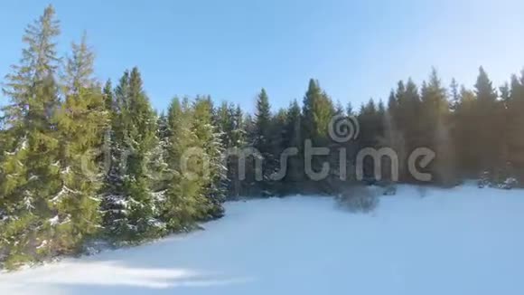 鸟瞰周围的云杉和雪景飞射无人驾驶飞机视频的预览图