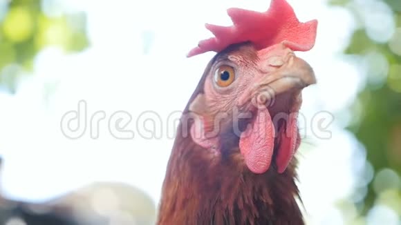 一只乡下小鸡在看镜头在户外特写视频的预览图