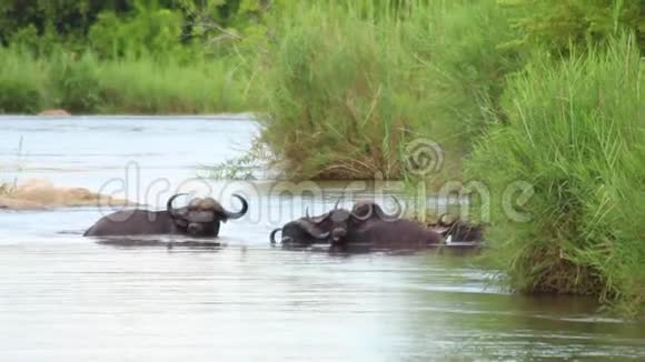 非洲野牛草原水中冷却视频的预览图