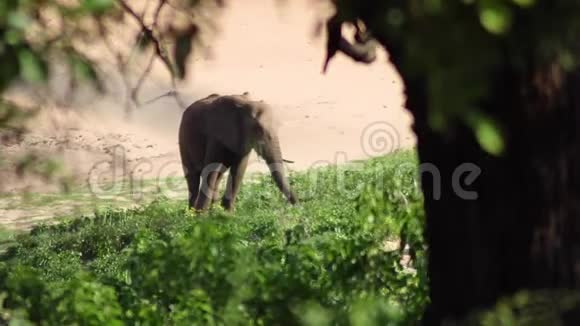 大象吃草在萨凡纳路边视频的预览图