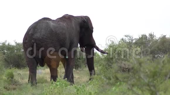 孤象牛在草原漫步视频的预览图