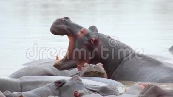 河马群挤在水里视频的预览图