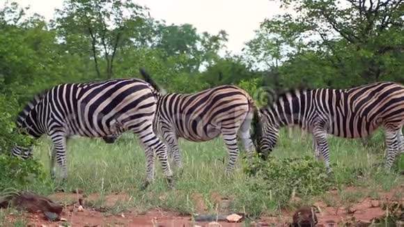 三只斑马在草原草原吃草视频的预览图