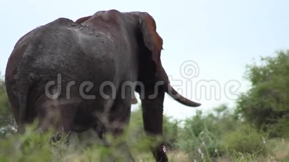南非雄象行走的后景视频的预览图