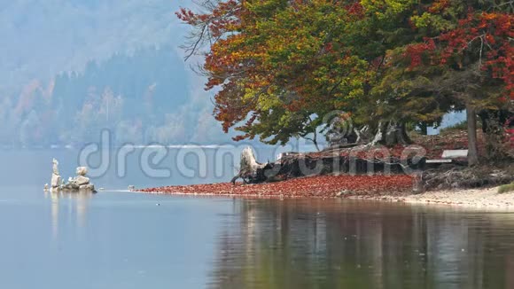 美丽的老秋树根在红色的湖岸上视频的预览图