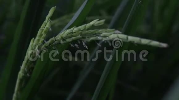 水稻植物运动缓慢视频的预览图