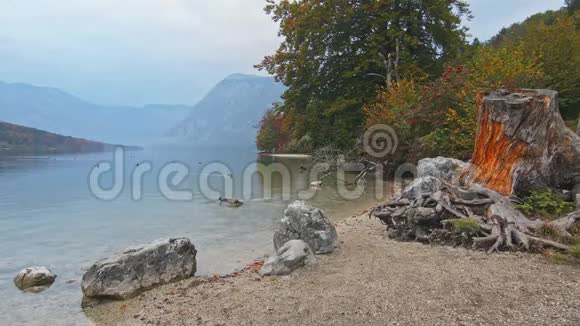 老橙树桩岩石和石头在湖岸的前面视频的预览图