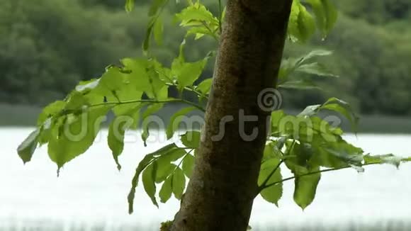 树树干与突出的叶子视频的预览图