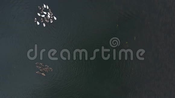 鸟瞰一群白色和灰色的鸭子漂浮在被树木包围的河流上视频的预览图