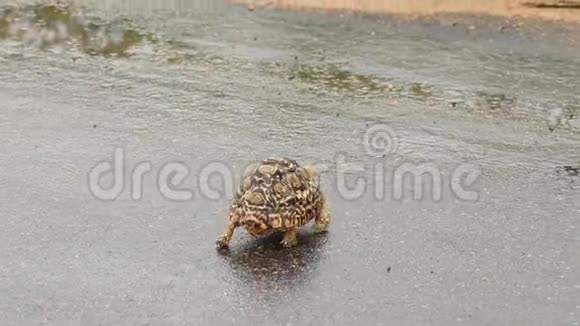 豹龟穿越水泥路视频的预览图