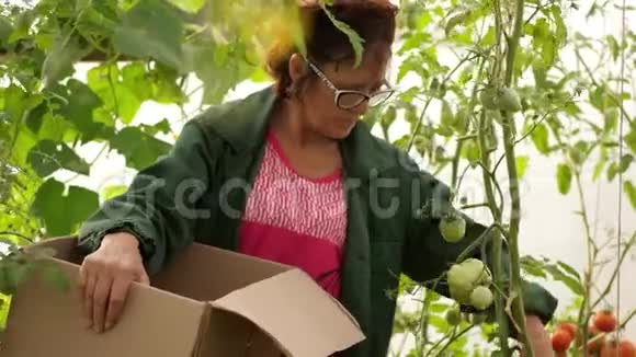 戴眼镜的高白种人女士在温室的盒子里收集西红柿视频的预览图