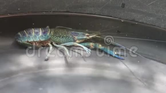 带阳光的水容器中的小龙虾尾巴下有蛋的雌鸟视频的预览图