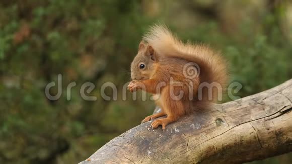 一只可爱的小红松鼠在苏格兰高地觅食坐在树上的树枝上视频的预览图