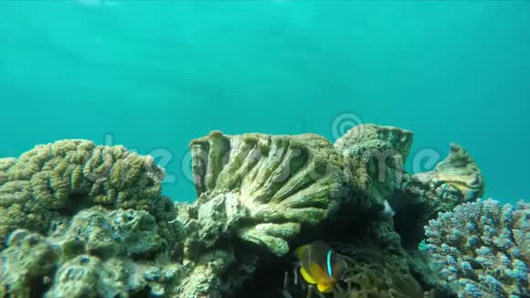 潜水员游到珊瑚礁视频的预览图