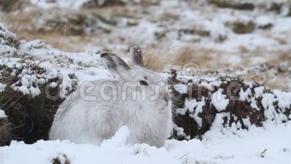苏格兰山高雪暴雪中的一只华丽的山兔穿着冬天的白色外套胆小视频的预览图