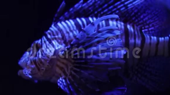 稀少的怪鱼在黑暗的灯光下慢慢游动外来动植物视频的预览图