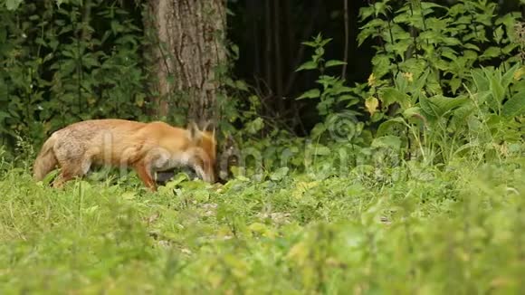 一只美丽的野红狐外阴在林地边缘觅食视频的预览图