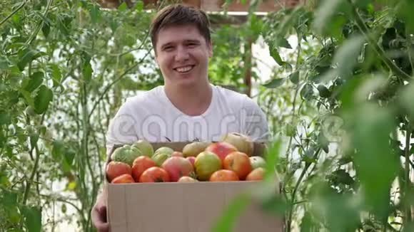 在温室里抱着一盒刚收获的西红柿微笑的男农视频的预览图