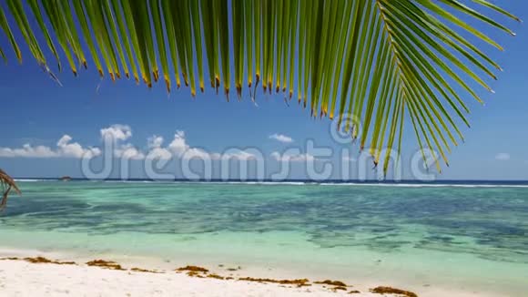 棕榈树的叶子在微风中和平地摇曳在沙滩上绿松石的海浪蓝天白云异国情调视频的预览图
