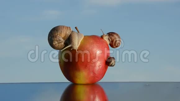 镜子上的红苹果和蜗牛视频的预览图