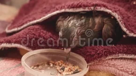 鸽子洗完后吃它裹在毛巾里视频的预览图