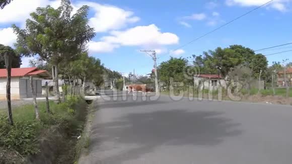 牛过马路多米尼加共和国视频的预览图