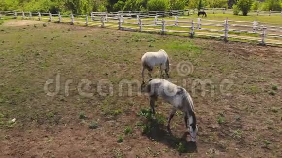 一对年轻的纯种马站在围场里吃草早晨日落时的牧场或农场乡村风景区视频的预览图