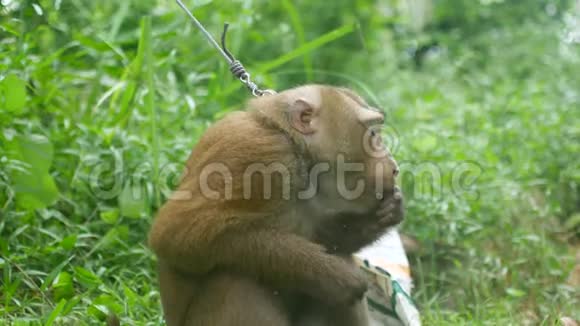 一只猴子坐在草地上吃东西视频的预览图