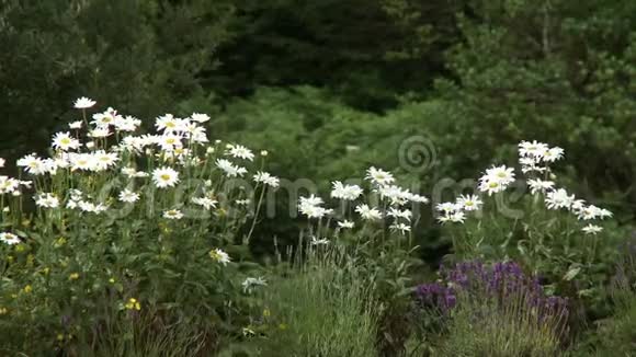 木质地区的洋甘菊植物视频的预览图