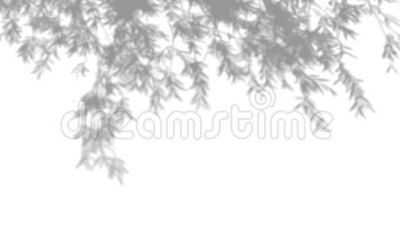 白色背景上树影的移动生活在树叶的阴影中视频的预览图