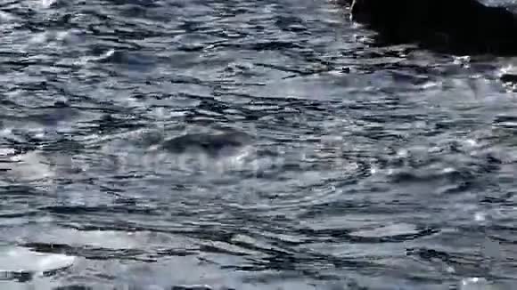在平静的海水之间跳跃的海豹视频的预览图