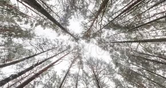 旋转和扭转仰望冬天的森林天空中生长的树木视频的预览图