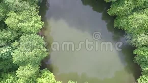 被森林包围的野生湖泊视频的预览图